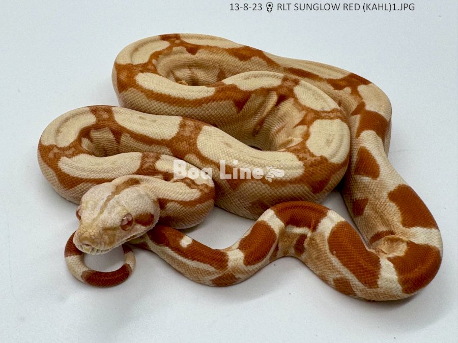 RLT SUNGLOW RED (KAHL)